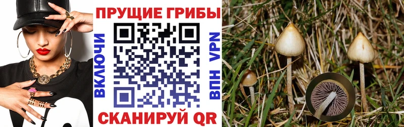 Галлюциногенные грибы Psilocybine cubensis  Тихвин 